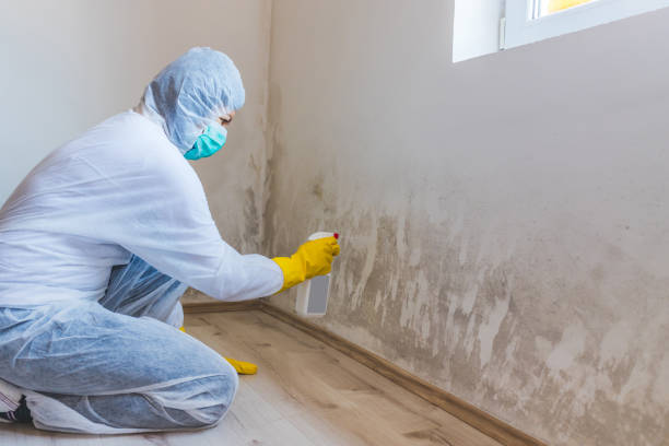 Licensed Mold Remediation service in Lowell, MI - WQB Mold Removal